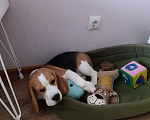 Собаки в Курске: Девочка Бигль 🐶 Девочка, 25 000 руб. - фото 2
