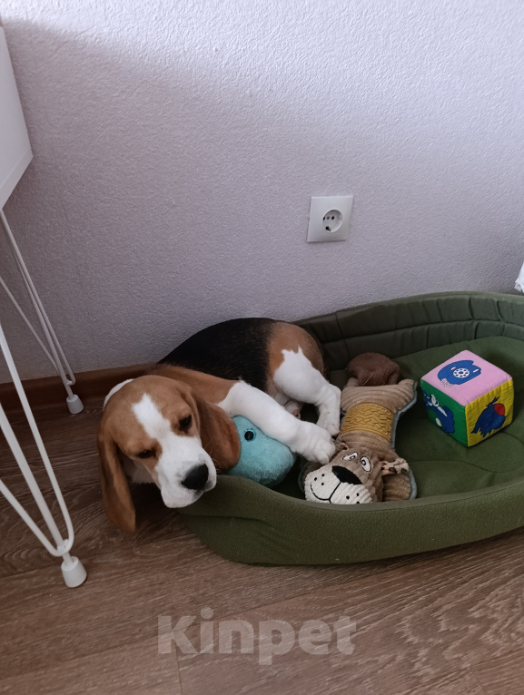 Собаки в Курске: Девочка Бигль 🐶 Девочка, 25 000 руб. - фото 2