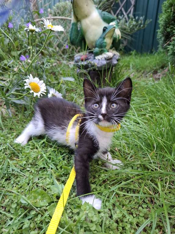 Кошки в Москве: Котёнок Демис в добрые руки  Мальчик, Бесплатно - фото 3