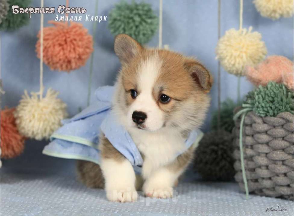 Собаки в Москве: Чакибусенок #3 невероятно мимимишная маленькая малышка, с добрым сердцем и желанием всем нравиться Девочка, Бесплатно - фото 4