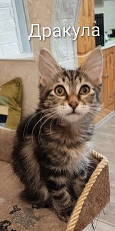 Kурильский бобтейл 