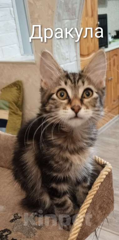 Кошки в Волгограде: Kурильский бобтейл  Мальчик, 25 000 руб. - фото 1