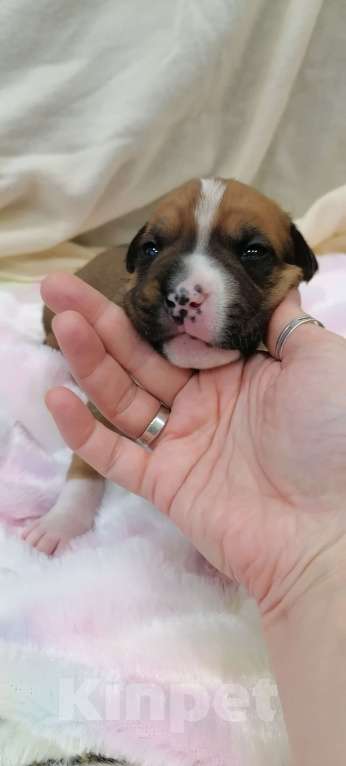 Собаки в Белгороде: Американский стаффордширский терьер щенок  Мальчик, 80 000 руб. - фото 1