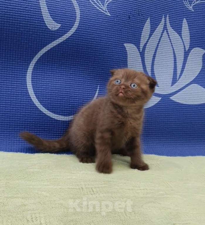 Кошки в Москве: Шотландские вислоухие котята. Девочка, 25 000 руб. - фото 4