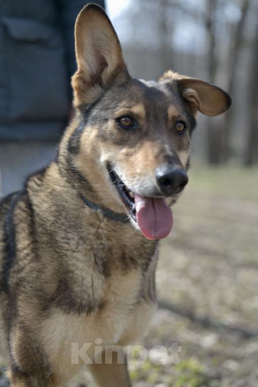 Собаки в Красногорске: Молодой метис немецкой овчарки Юджин ждёт своего хозяина  Мальчик, Бесплатно - фото 2