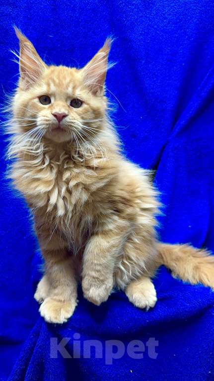 Кошки в Москве: Мейн-кун котенок Мальчик, 60 000 руб. - фото 3