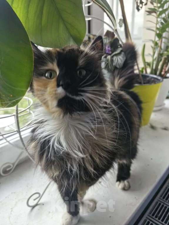 Кошки в Москве: Кошечка в добрые руки Девочка, Бесплатно - фото 3