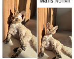 Кошки в Москве: Котята Девон-Рекс Мальчик, 40 000 руб. - фото 5