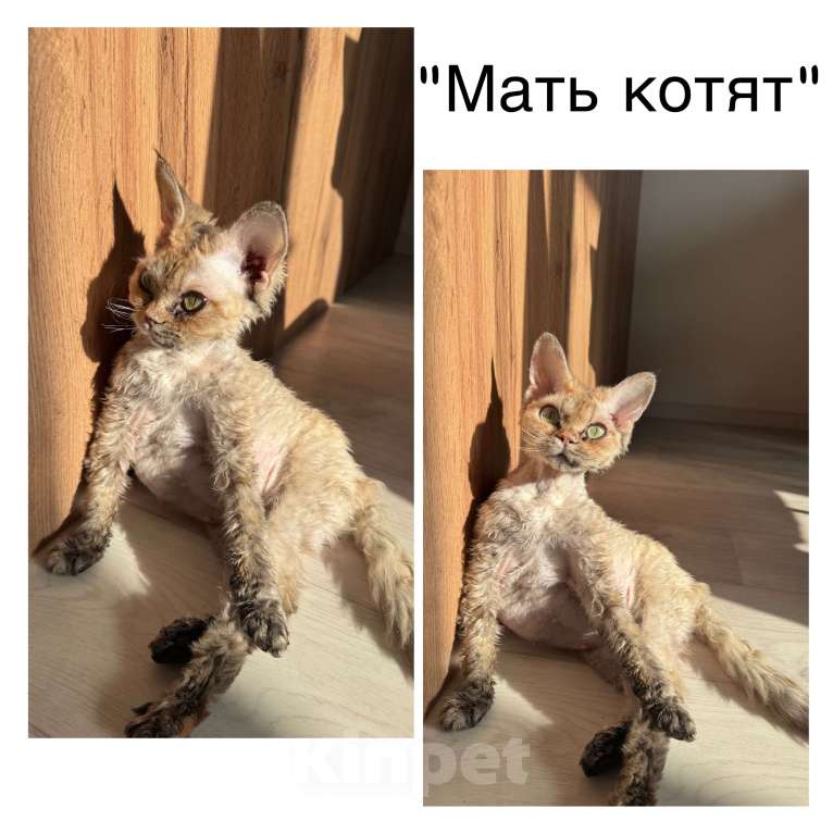 Кошки в Москве: Котята Девон-Рекс Мальчик, 40 000 руб. - фото 5