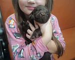 Собаки в Твери: Щенки Лабрадора Мальчик, 1 руб. - фото 8
