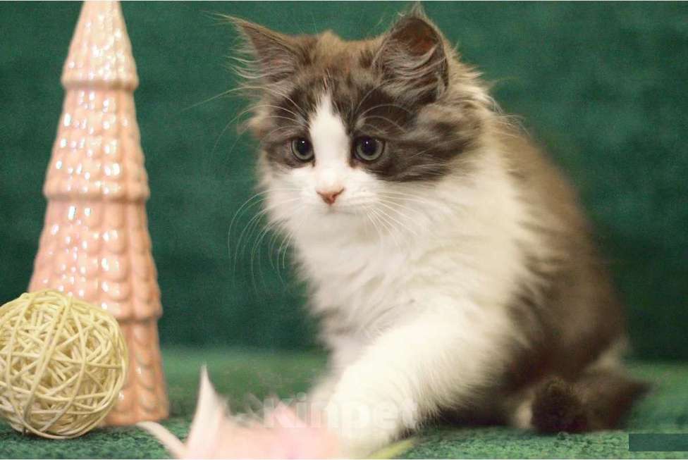 Кошки в Санкт-Петербурге: сибирский котенок с документами Девочка, 30 000 руб. - фото 3