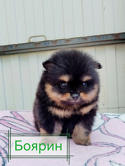 Померанский шпиц мальчик