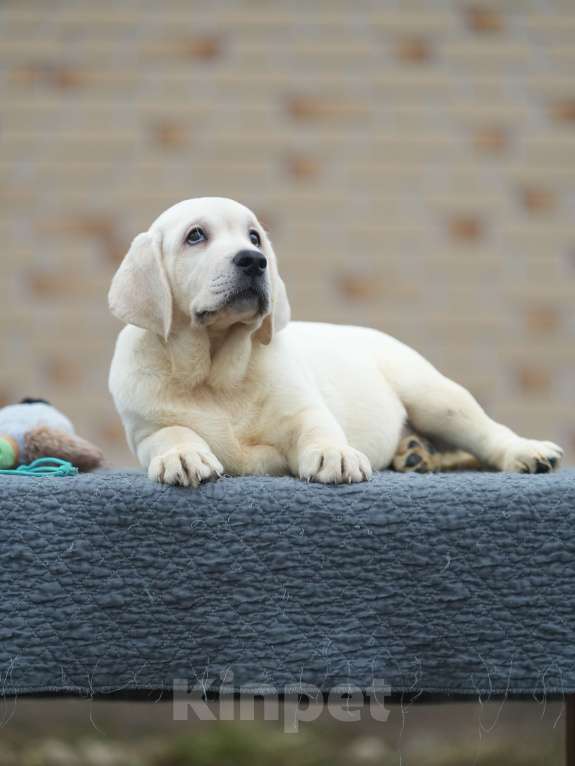 Собаки в других городах Московской области: Палевые щенки Лабрадора от Чемпиона Мира Мальчик, 90 000 руб. - фото 10