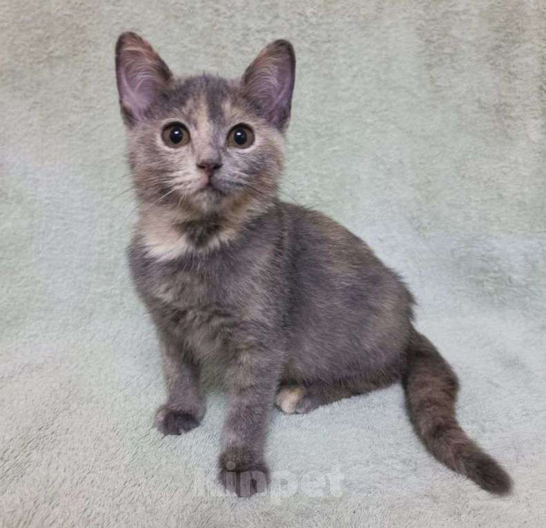 Кошки в Москве: Нежная двухмесячная малышка по имени Игруля 🤍 Девочка, Бесплатно - фото 4