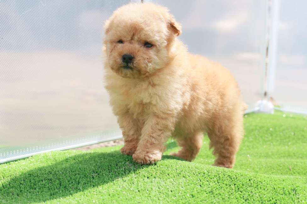 Собаки в Москве: мальтипу щенок мини девочка Девочка, 130 000 руб. - фото 10