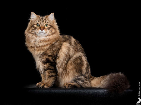 Сибирский кот