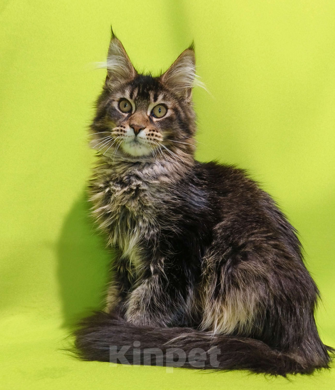 Кошки в Москве: Котенок Мейн-Кун Мальчик Мальчик, 50 000 руб. - фото 5