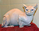 Кошки в Москве: Голубоглазый кот двельф 12 мес., возможен обмен, 35 000 руб. - фото 1