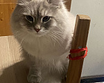 Кошки в Москве: Невский маскарадный кот ищет подружку Мальчик, 1 руб. - фото 2