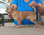 Собаки в Чапаевске: щенок чихуахуа Мальчик, 30 000 руб. - фото 1