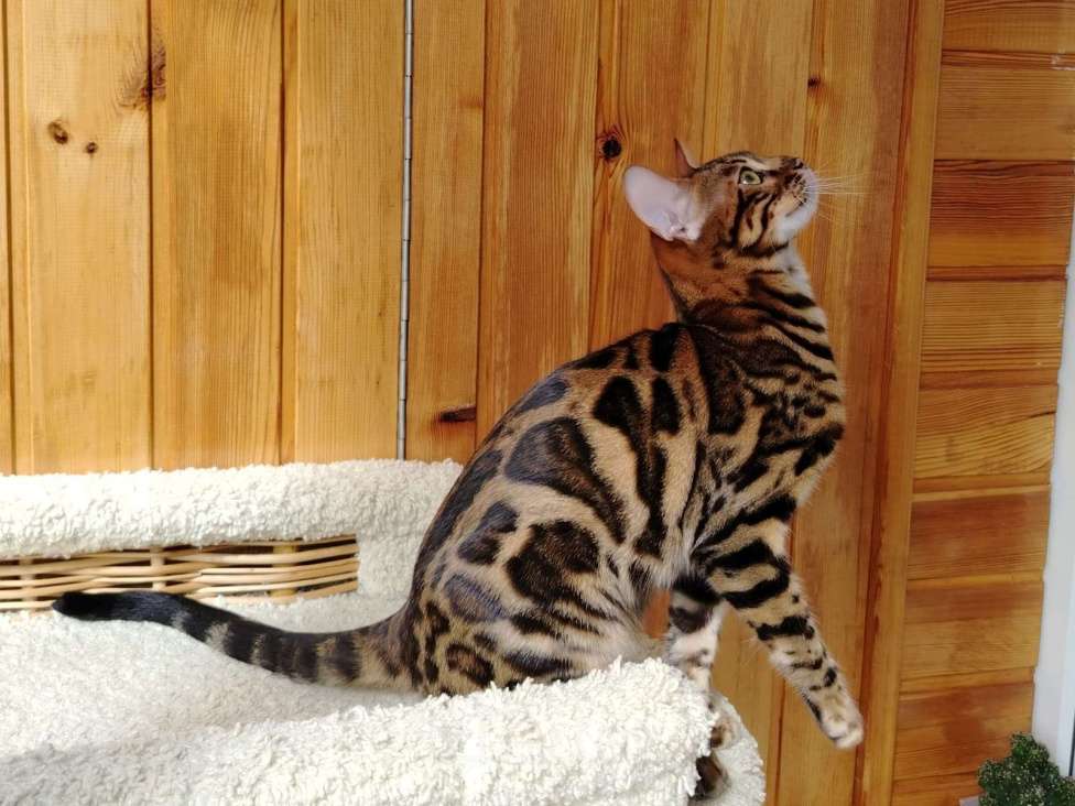 Кошки в Москве: Срочная продажа котенок девочка-подросток Девочка, Бесплатно - фото 2