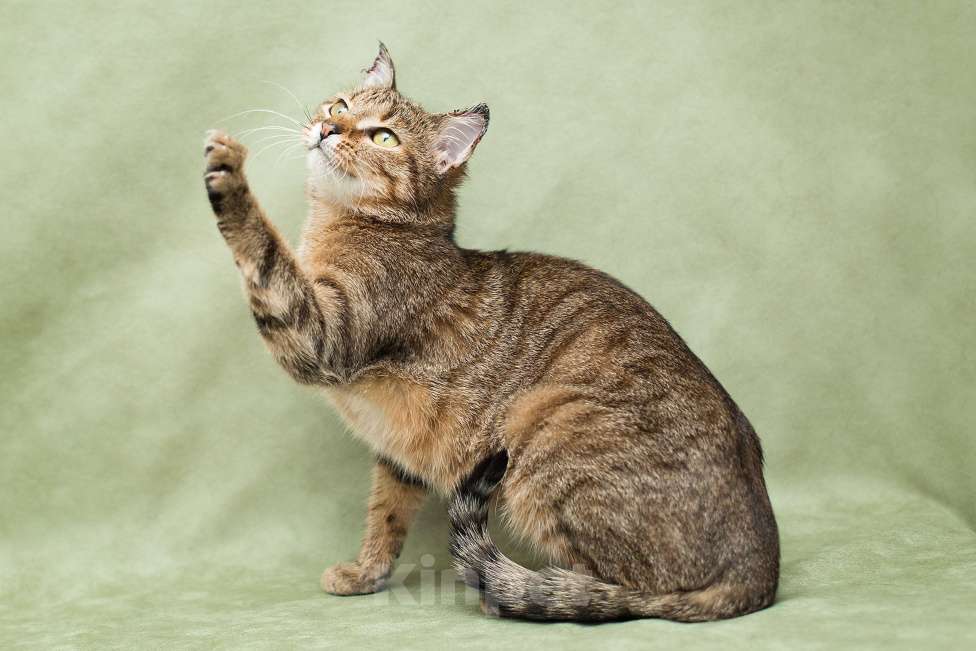 Кошки в Москве: Особенная кошечка ищет дом Девочка, Бесплатно - фото 2