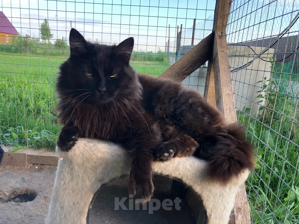 Кошки в Яхроме: Молодой котик Черныш. Мальчик, Бесплатно - фото 6