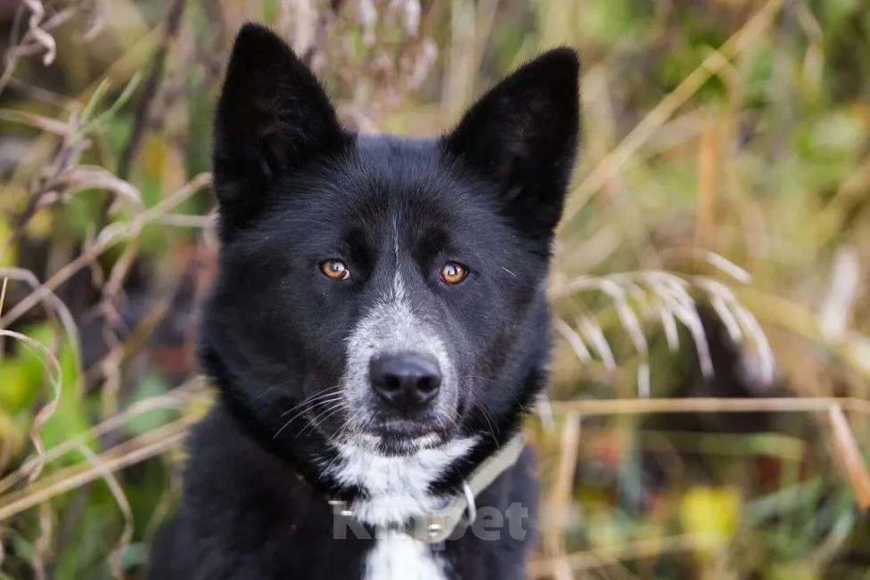 Собаки в Жуковском: Чарли и Барта ищут дом Разнополые, Бесплатно - фото 1