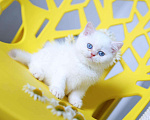 Кошки в Новосибирске: Британский котенок Мальчик, Бесплатно - фото 2