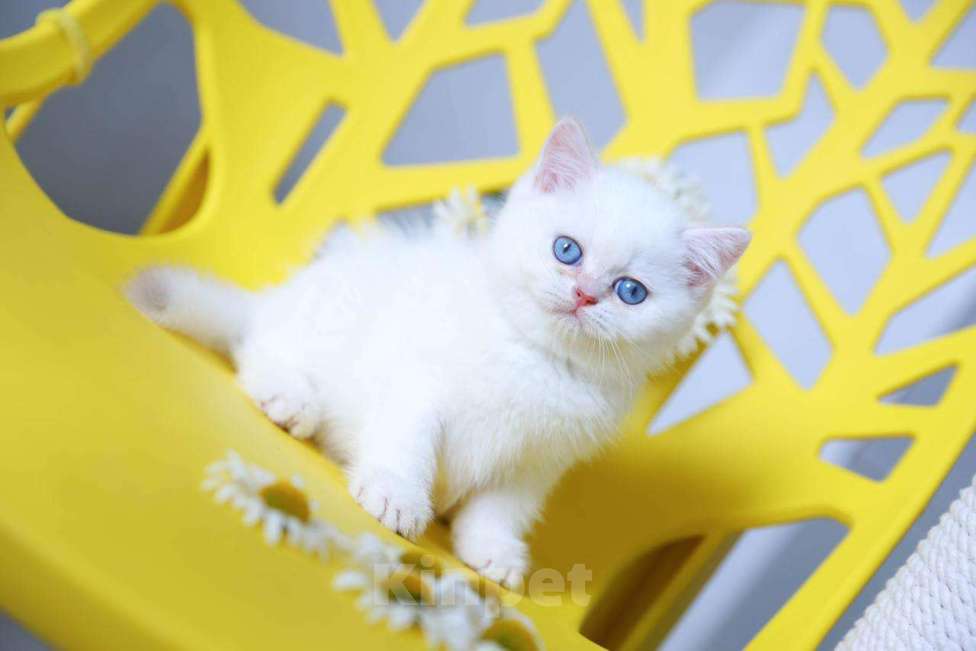 Кошки в Новосибирске: Британский котенок Мальчик, Бесплатно - фото 2