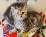 Кошки в Калининграде: Элитные котята из питомника Мальчик, 25 000 руб. - фото 5