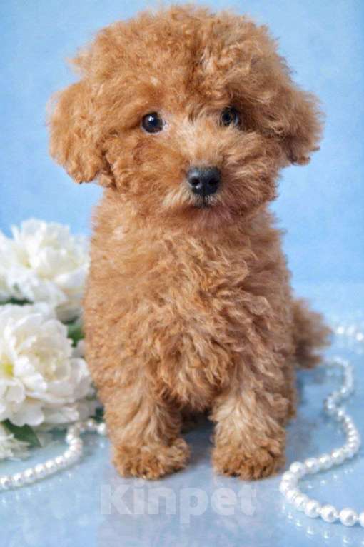 Собаки в Туле: Щенки пуделя Разнополые, 45 000 руб. - фото 8