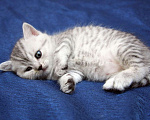 Кошки в Иркутске: Продам чистокровного британского котёнка. Девочка, 20 000 руб. - фото 4