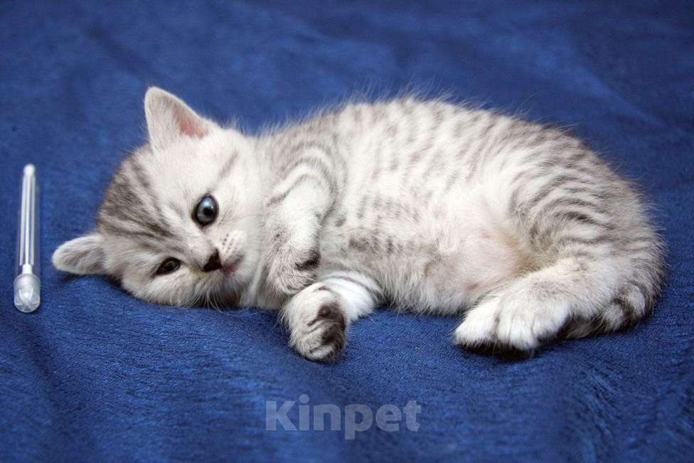 Кошки в Иркутске: Продам чистокровного британского котёнка. Девочка, 20 000 руб. - фото 4