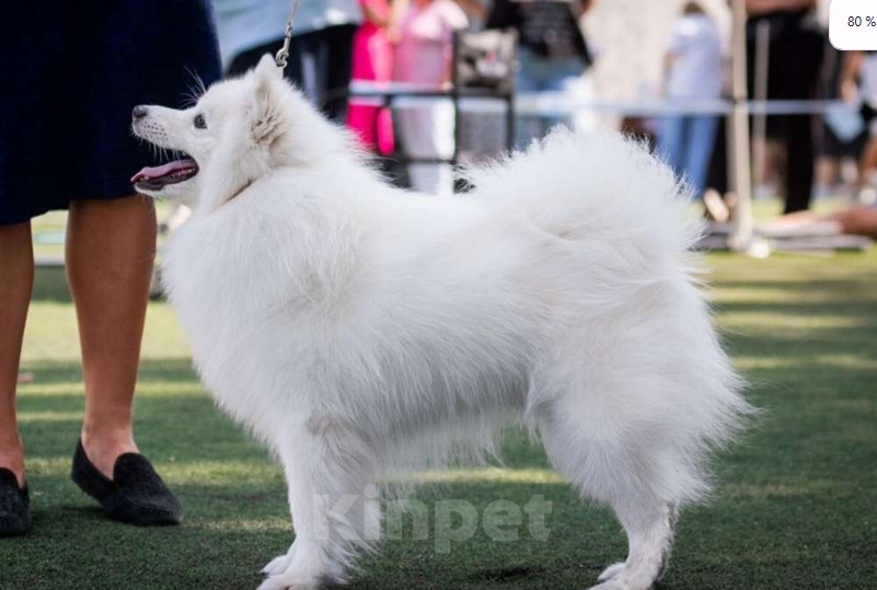 Собаки в Балашове: Японский шпиц Мальчик, 20 000 руб. - фото 7