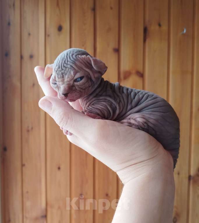 Кошки в Кировске (Мурманская область): Канадский сфинкс котята Мальчик, 50 000 руб. - фото 7