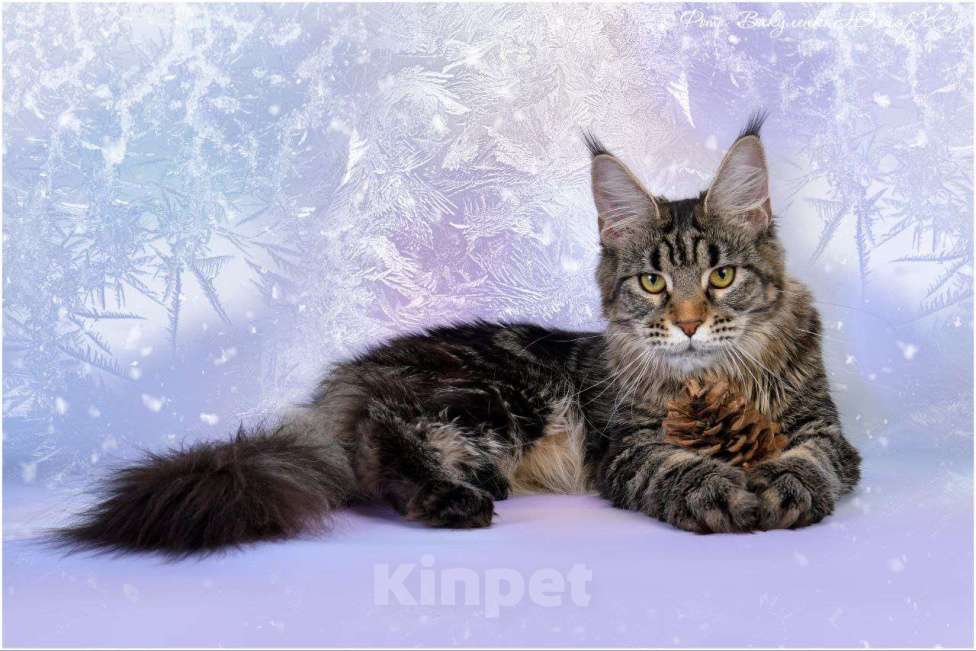 Кошки в Воронеже: Котята мейн-кун из питомника  Девочка, Бесплатно - фото 1