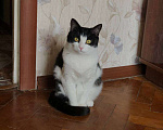 Кошки в Мытищах: Кошечка в добрые руки Девочка, Бесплатно - фото 3