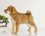 Собаки в Барнауле: Девочка Сиба Ину (Shiba Inu) Девочка, 100 000 руб. - фото 5