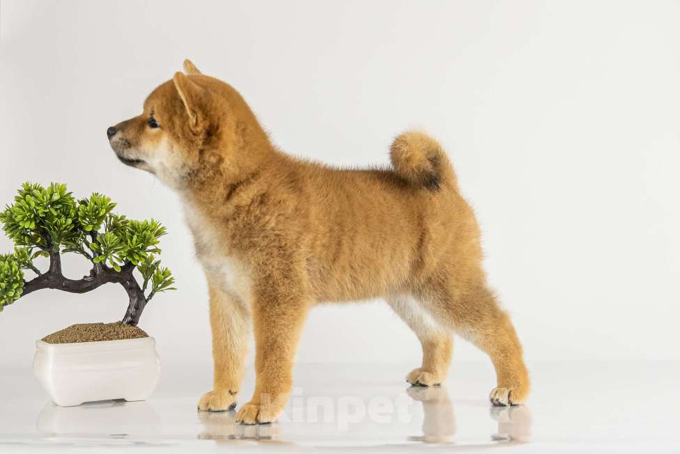 Собаки в Барнауле: Девочка Сиба Ину (Shiba Inu) Девочка, 100 000 руб. - фото 5