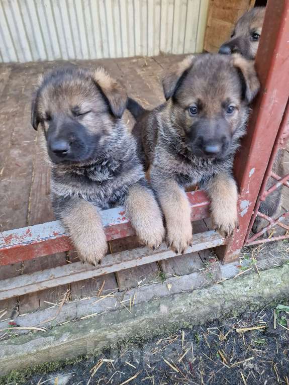 Собаки в Бердске: Щенки немецкой овчарки Мальчик, Бесплатно - фото 2