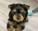 Собаки в Москве: Щенки йоркширского терьера  Мальчик, 30 000 руб. - фото 3
