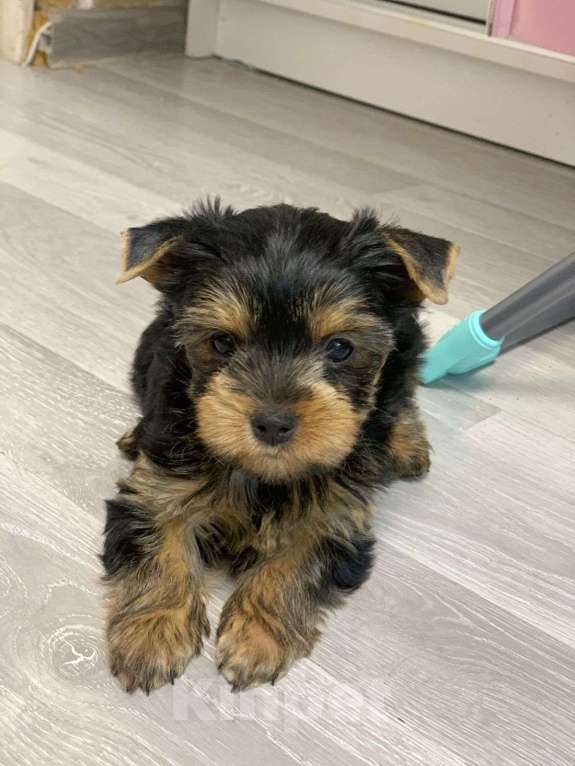 Собаки в Москве: Щенки йоркширского терьера  Мальчик, 30 000 руб. - фото 3