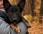 Собаки в Москве: Метис Цезарь в поиске своего дома Мальчик, Бесплатно - фото 1