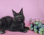 Кошки в Тюмени: Котенок мейн-кун Мальчик, 75 000 руб. - фото 2