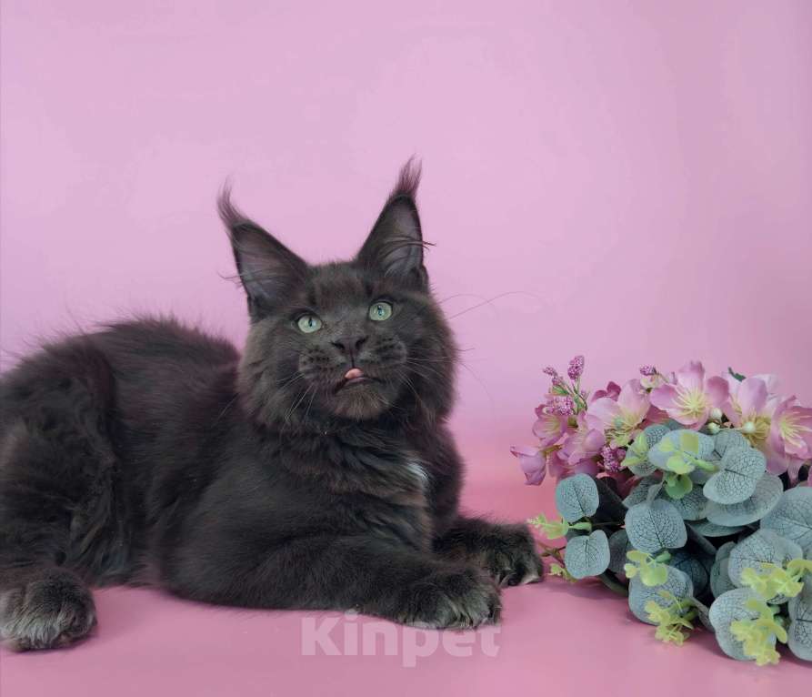 Кошки в Тюмени: Котенок мейн-кун Мальчик, 75 000 руб. - фото 2