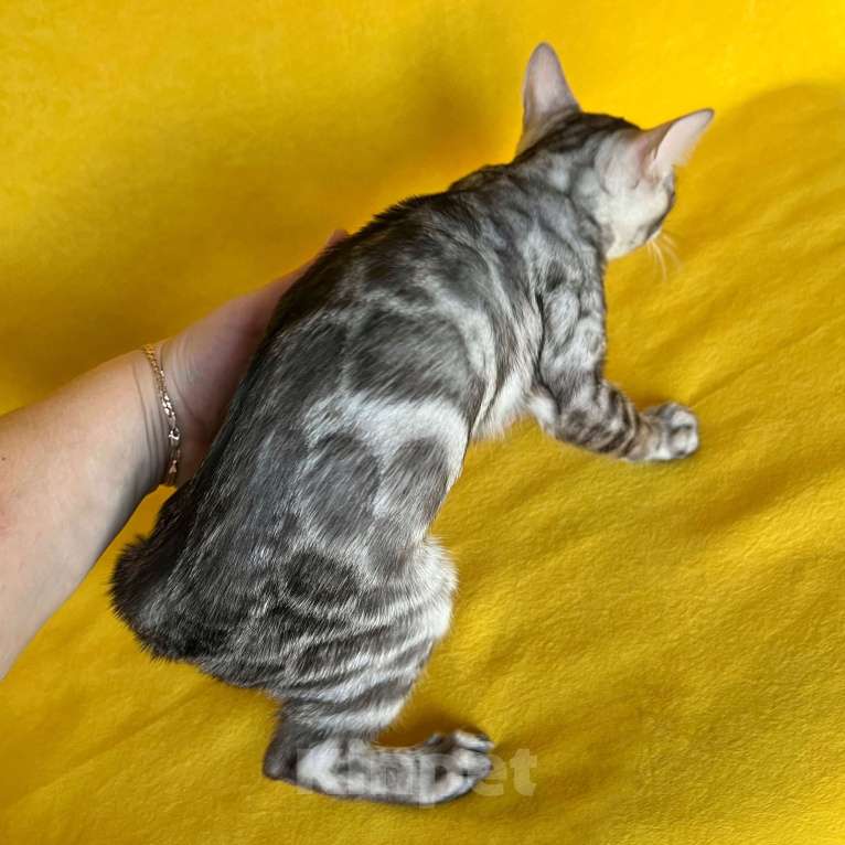 Кошки в Москве: Бенгальский котёнок серебро уголь Мальчик, Бесплатно - фото 10