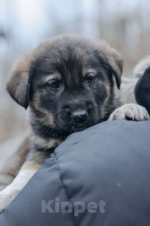 Собаки в Москве: Дин Мальчик, Бесплатно - фото 6