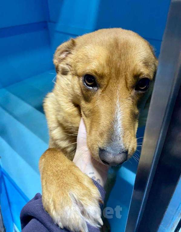 Собаки в Москве: У Тошки 5 дней на поиск дома Мальчик, Бесплатно - фото 2