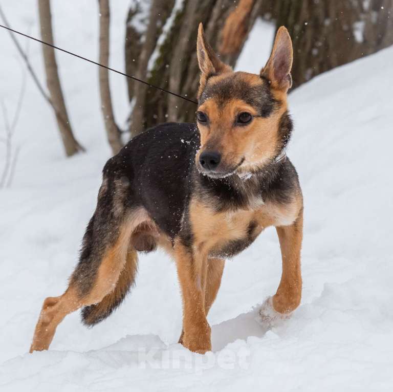 Собаки в Москве: Сема Мальчик, Бесплатно - фото 2